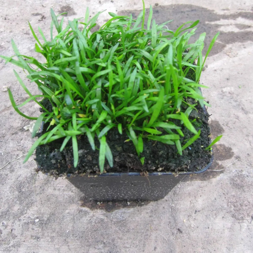 #9 cm PotOXY - Pack of 3