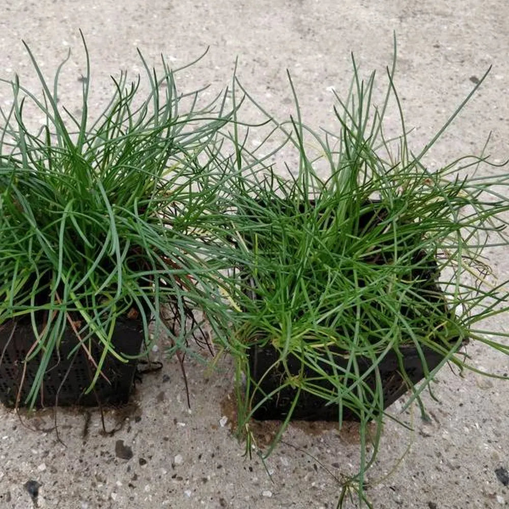 #9cm PotOXY - Pack of 3