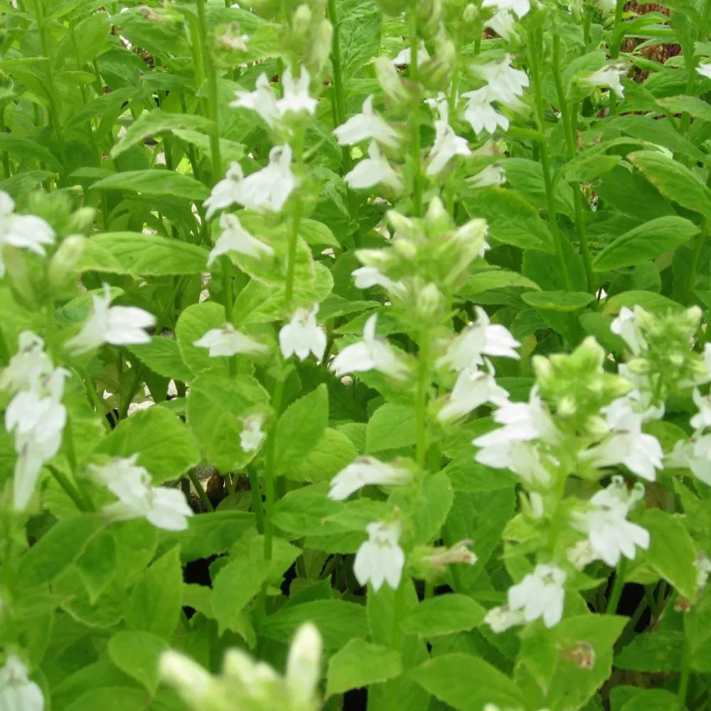 #9 cm Pot - Pack of 3