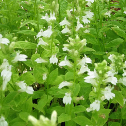 #9 cm Pot - Pack of 3