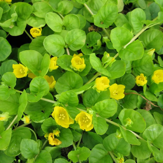 #9 cm Pot - Pack of 3