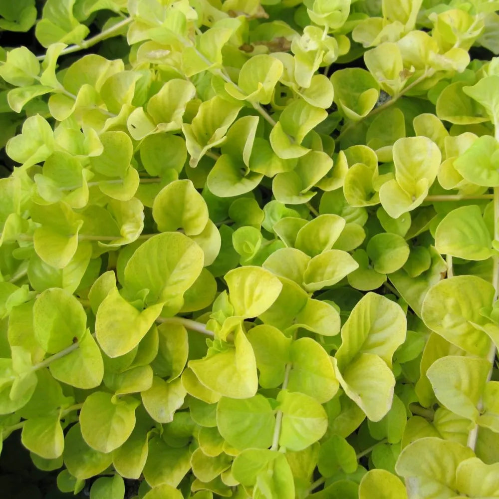 #9 cm Pot - Pack of 3