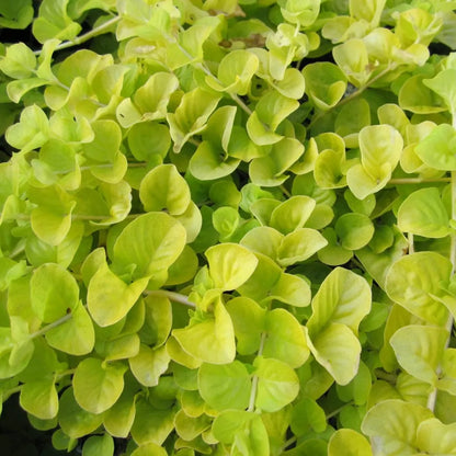 #9 cm Pot - Pack of 3