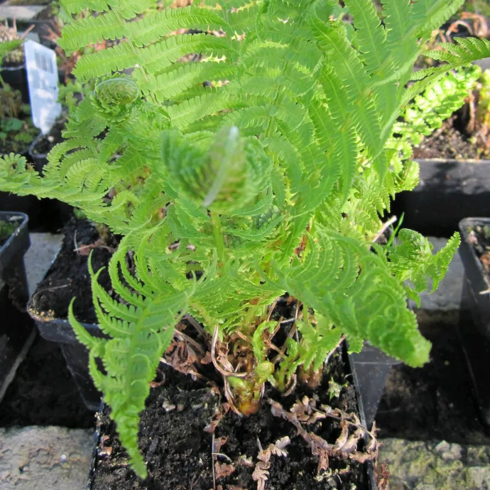 #9 cm Pot - Pack of 3