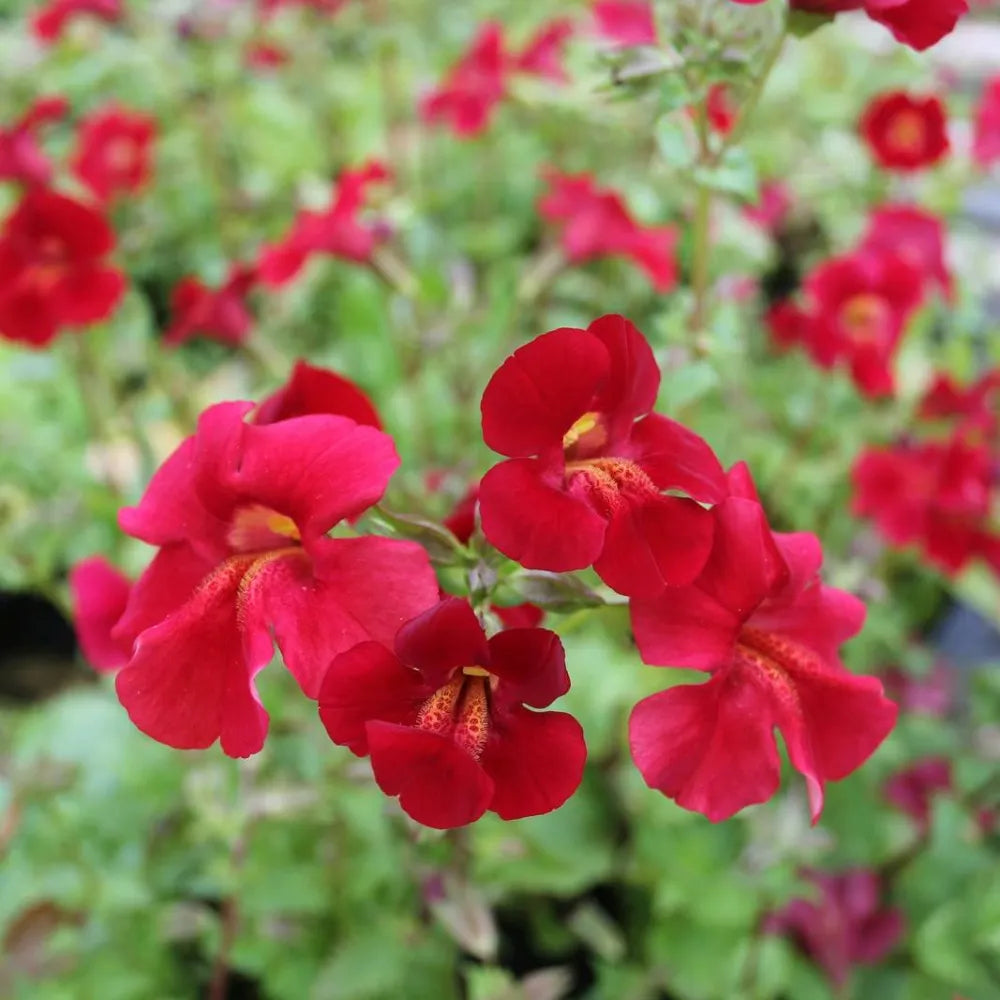 #9 cm Pot - Pack of 3