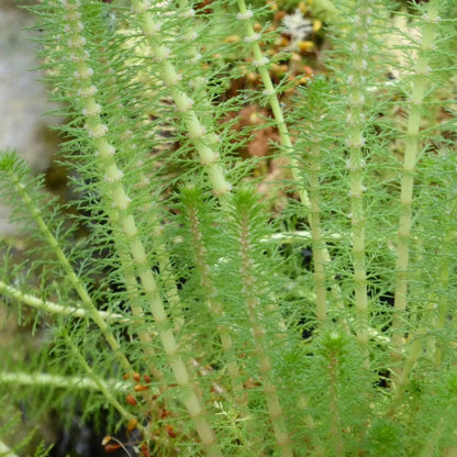 #9 cm PotOXY - Pack of 3