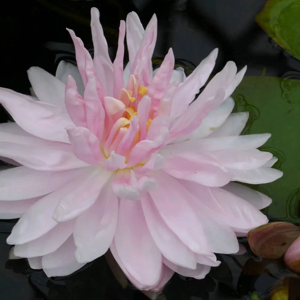 #3 Litre Pot