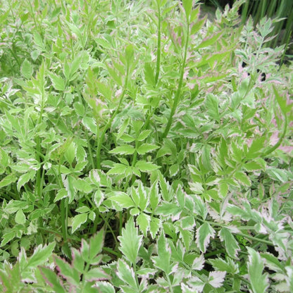 #9 cm Pot - Pack of 3