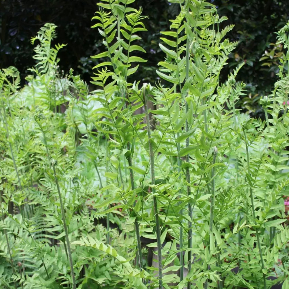 #9 cm Pot - Pack of 3