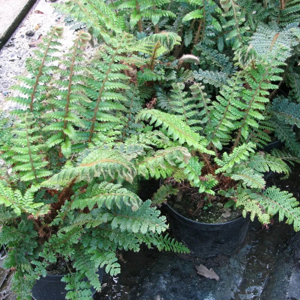 #9 cm Pot - Pack of 3