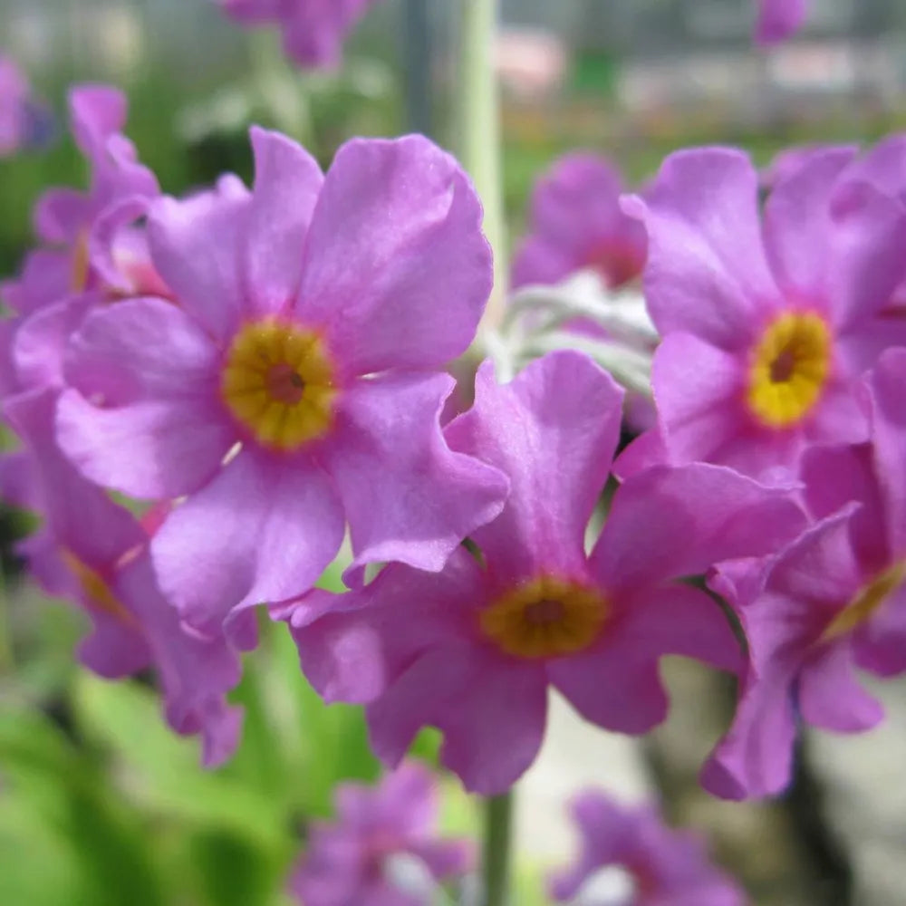 #9 cm Pot - Pack of 3