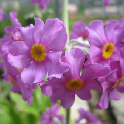 #9 cm Pot - Pack of 3