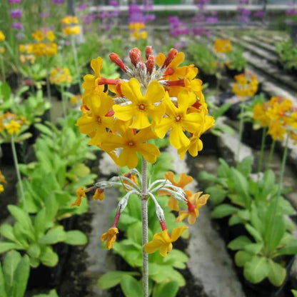 #9 cm Pot - Pack of 3