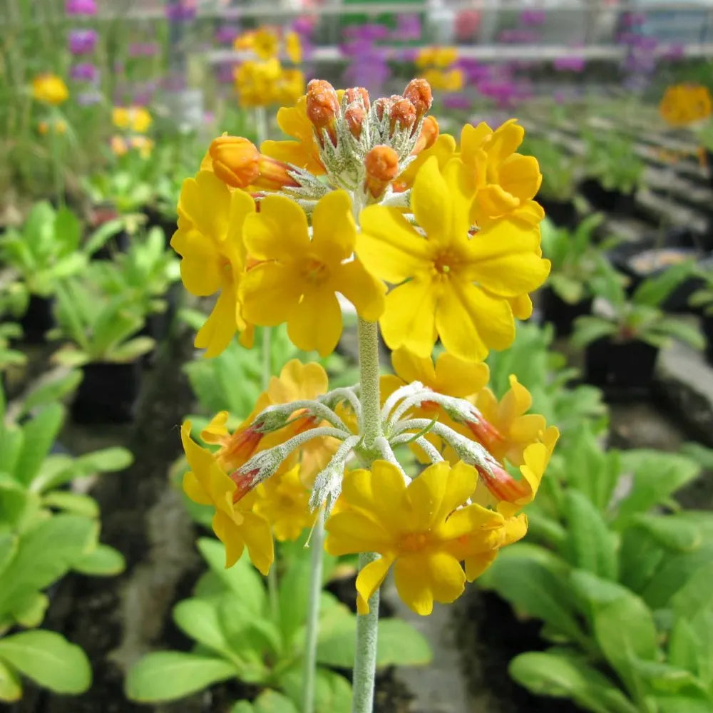 #9 cm Pot - Pack of 3