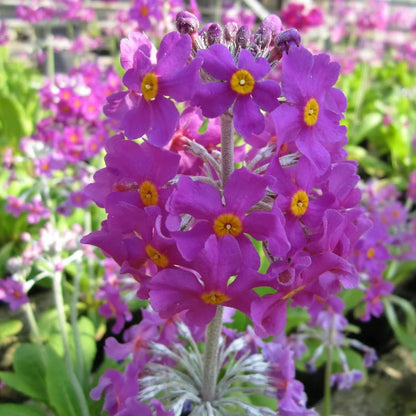 #9 cm Pot - Pack of 3