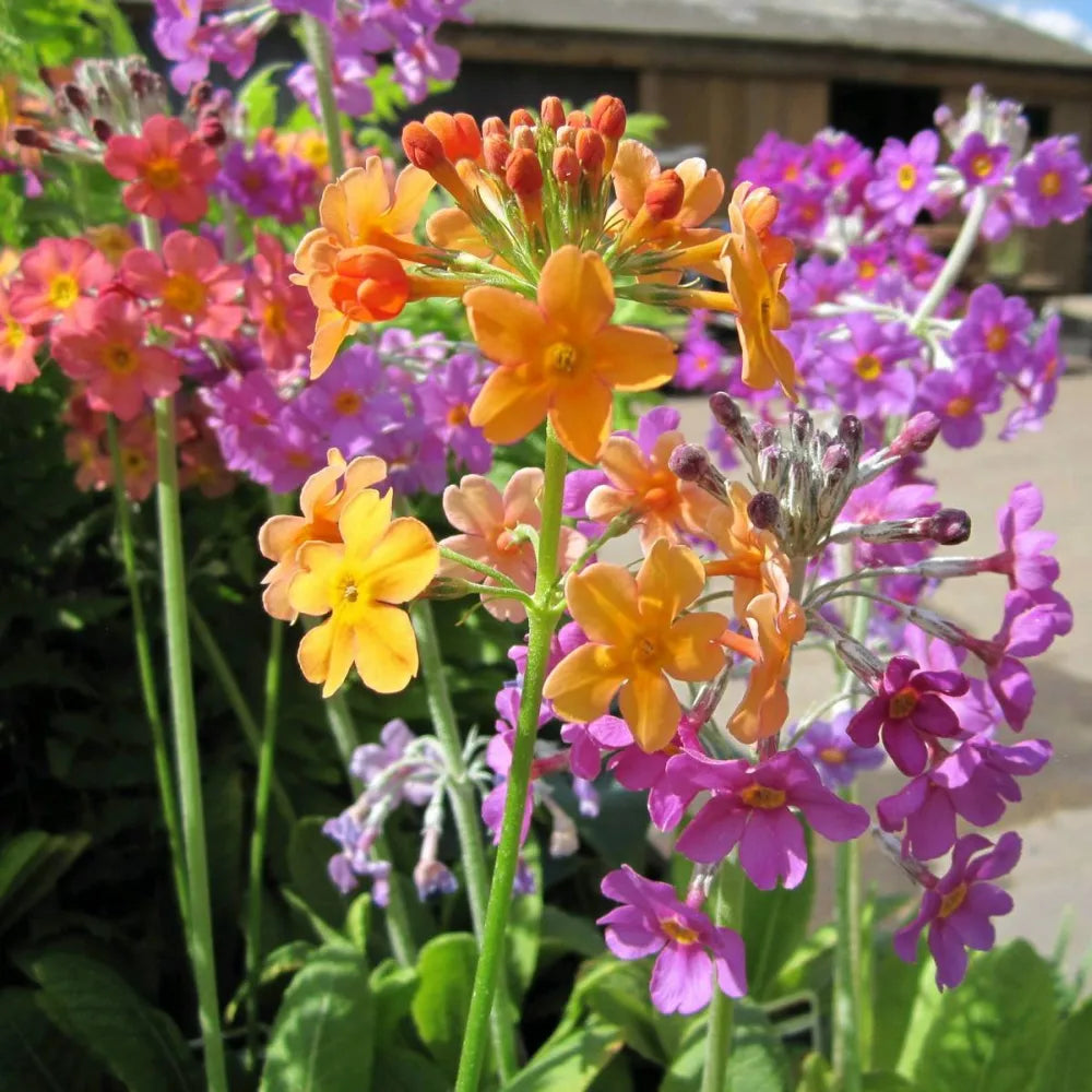 #9 cm Pot - Pack of 3