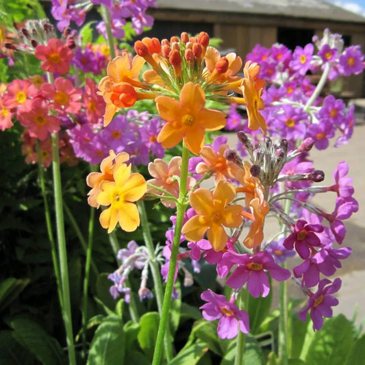 #9 cm Pot - Pack of 3