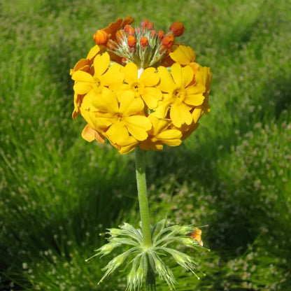 #9 cm Pot - Pack of 3