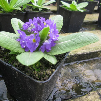 #9 cm Pot - Pack of 3