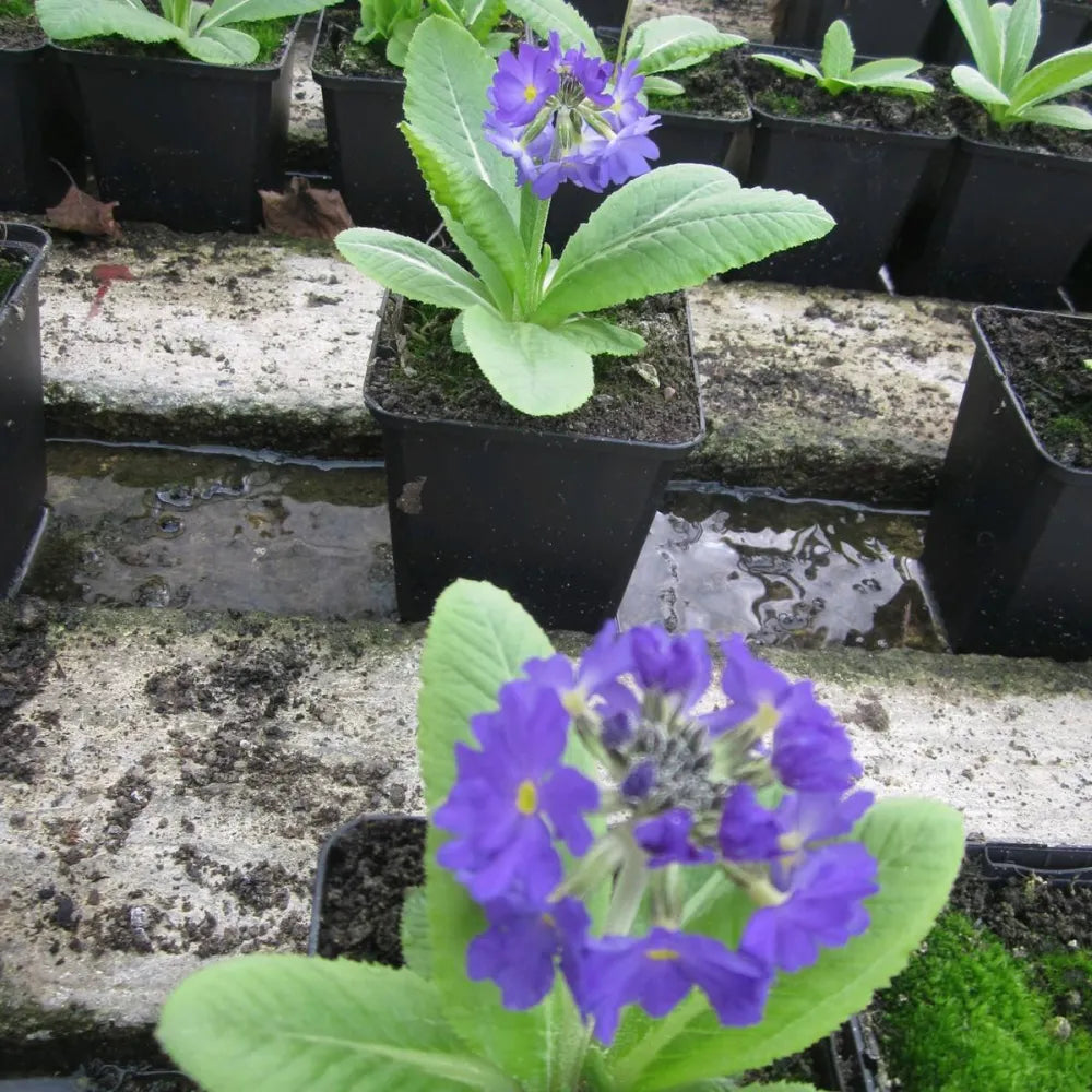 #9 cm Pot - Pack of 3