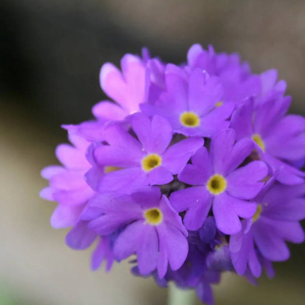 #9 cm Pot - Pack of 3