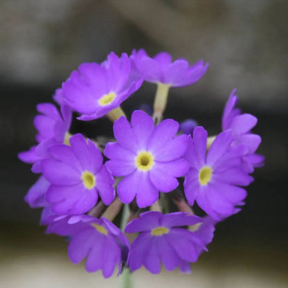 #9 cm Pot - Pack of 3