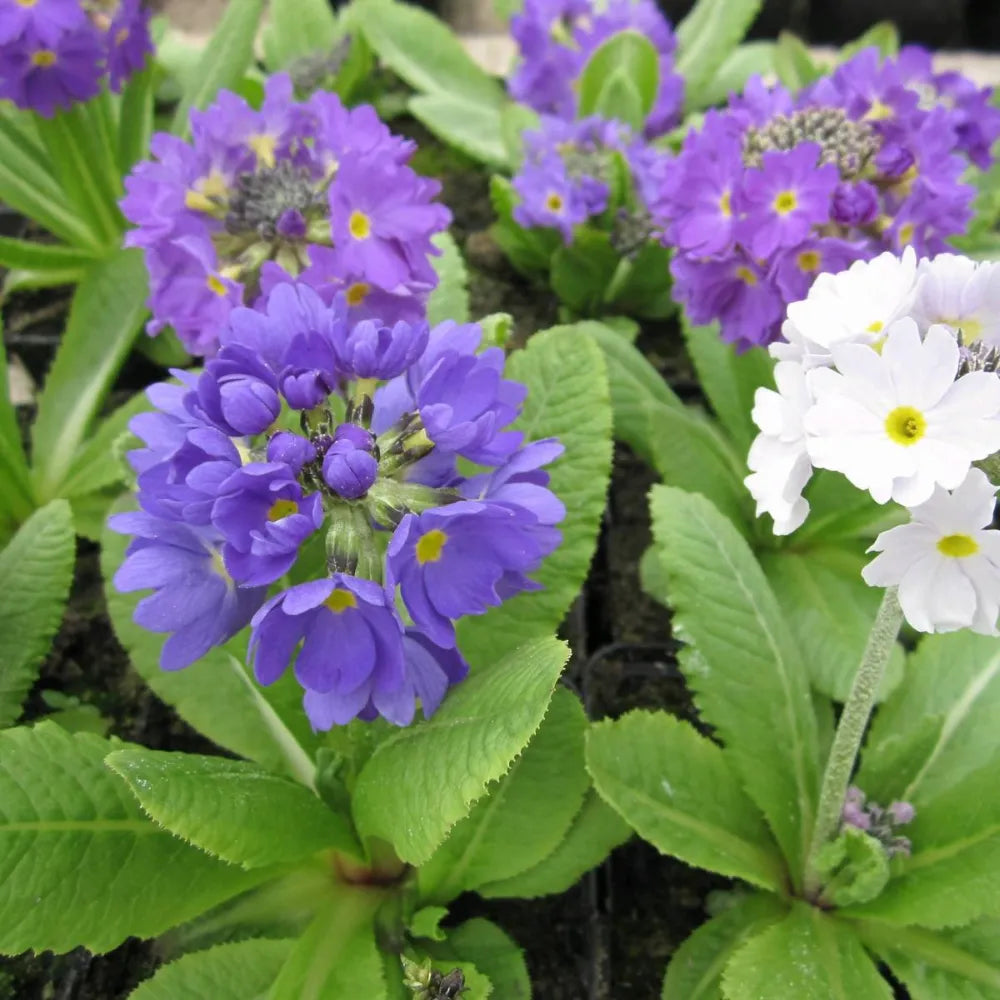 #9 cm Pot - Pack of 3