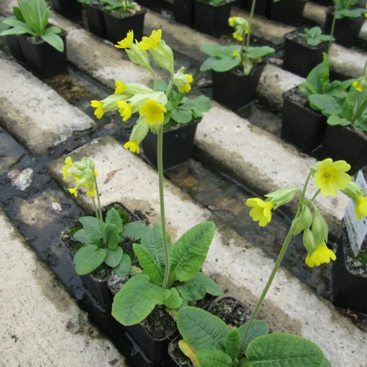 #9 cm Pot - Pack of 3