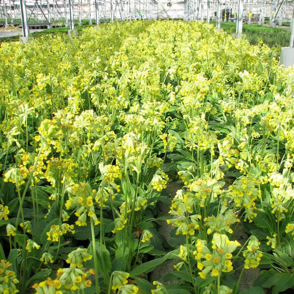 #9 cm Pot - Pack of 3