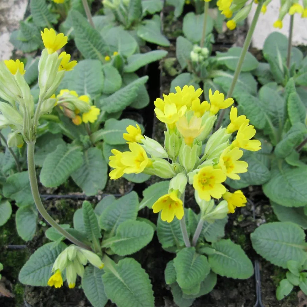 #9 cm Pot - Pack of 3