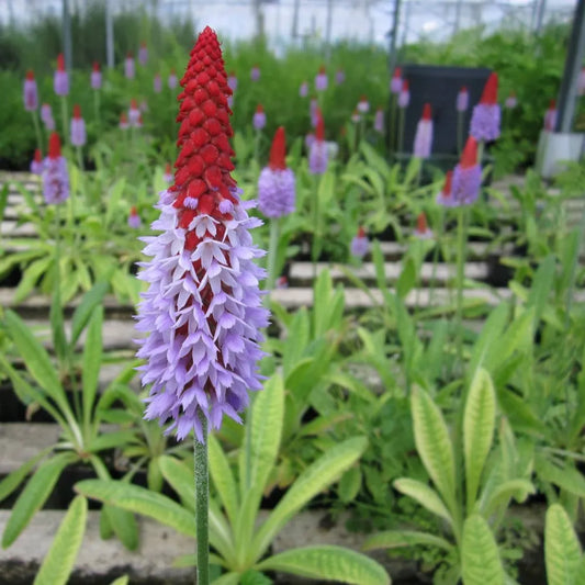 #9 cm Pot - Pack of 3