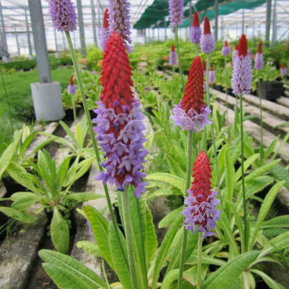 #9 cm Pot - Pack of 3