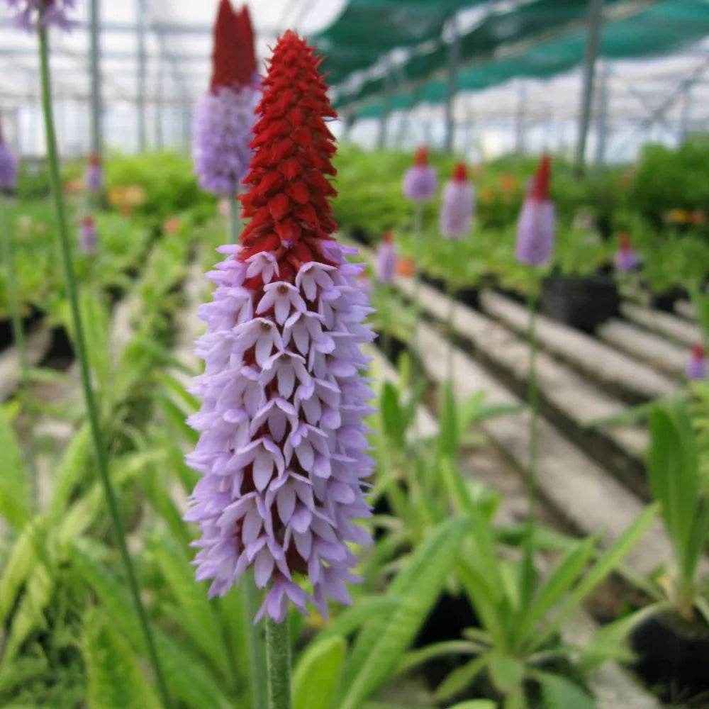 #9 cm Pot - Pack of 3