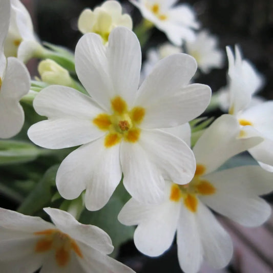 #9 cm Pot - Pack of 3