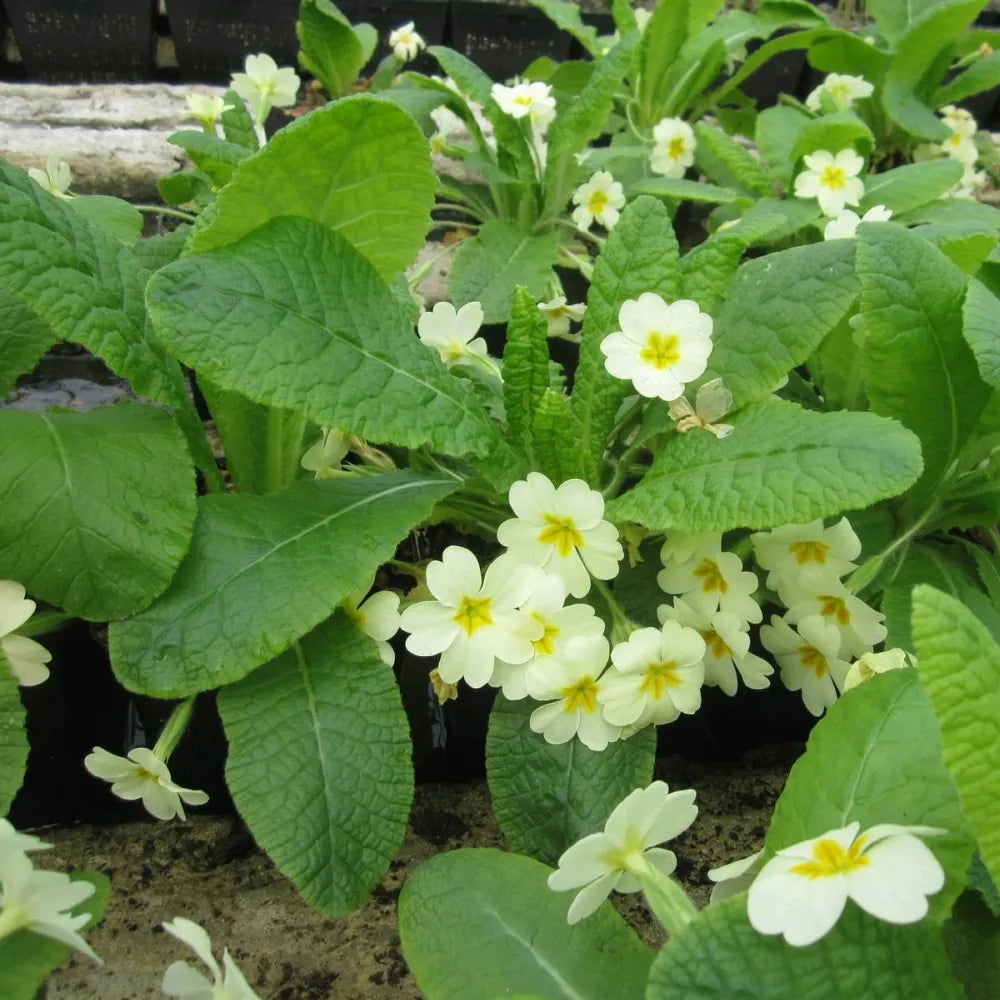 #9 cm Pot - Pack of 3