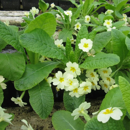 #9 cm Pot - Pack of 3