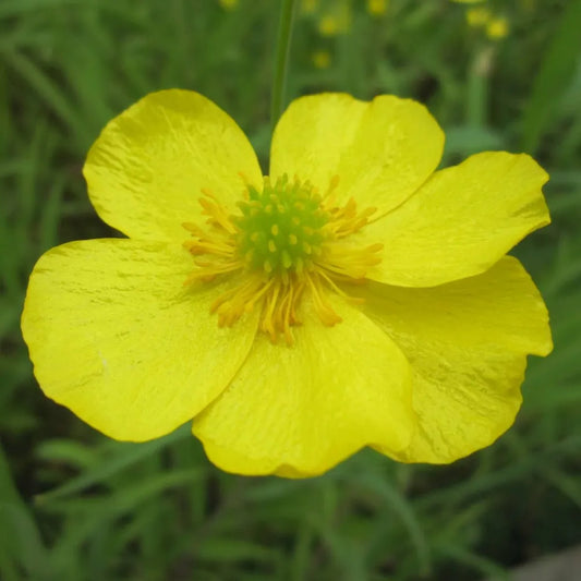 #9 cm Pot - Pack of 3