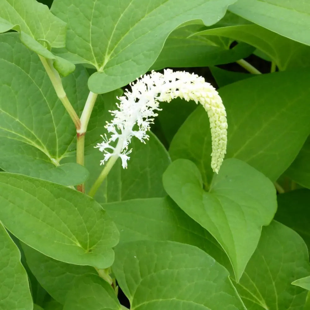 #9 cm Pot - Pack of 3