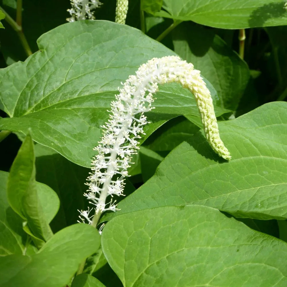 #9 cm Pot - Pack of 3