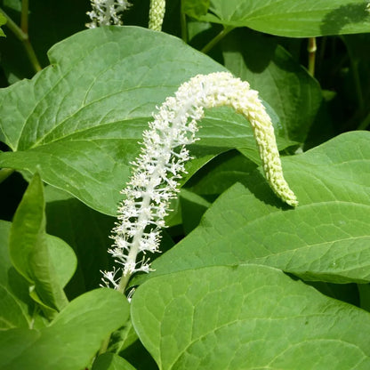 #9 cm Pot - Pack of 3