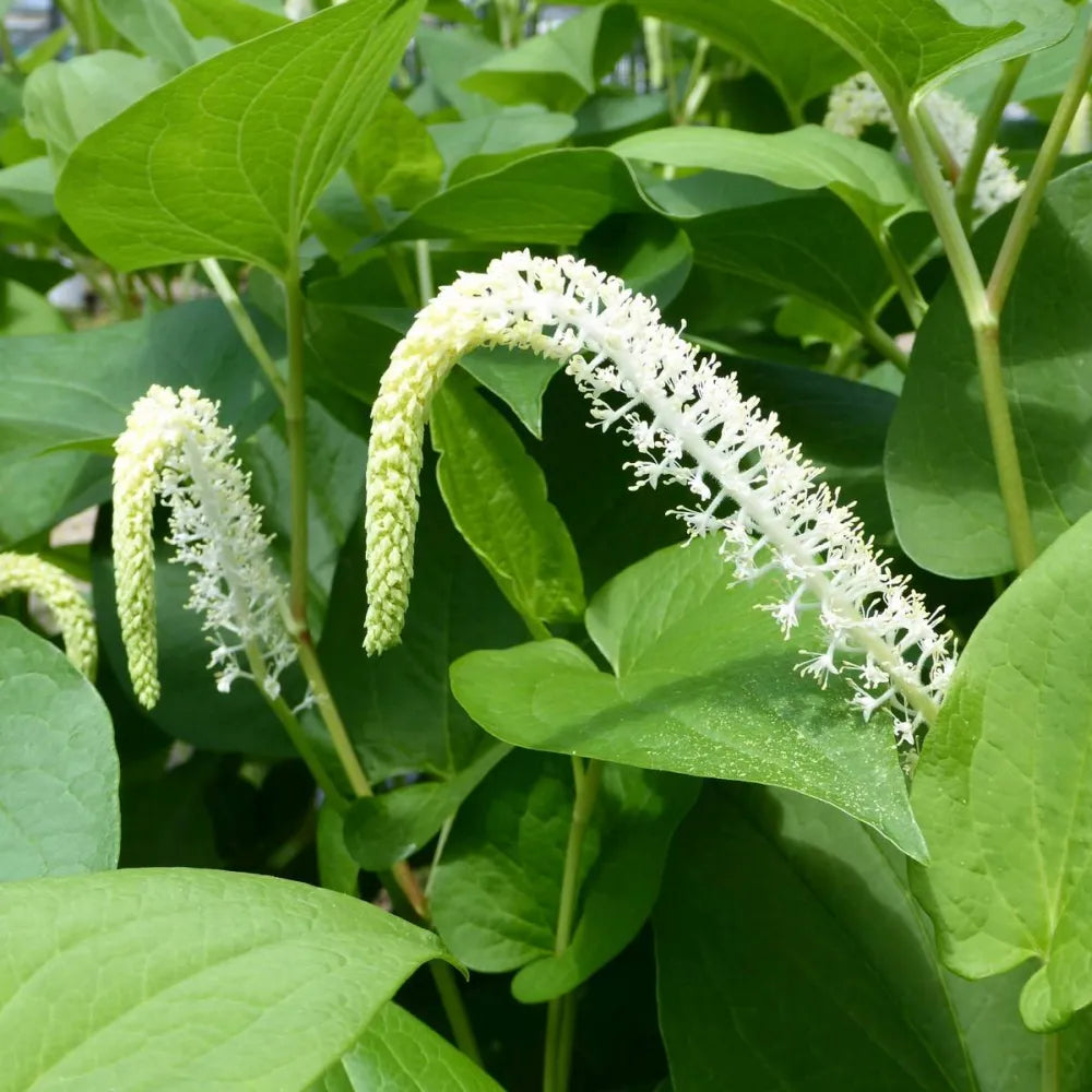 #9 cm Pot - Pack of 3