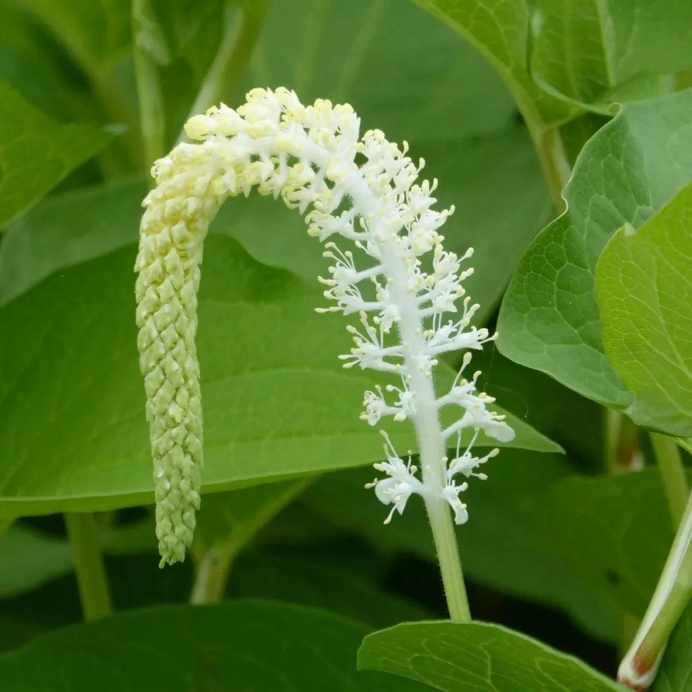 #9 cm Pot - Pack of 3