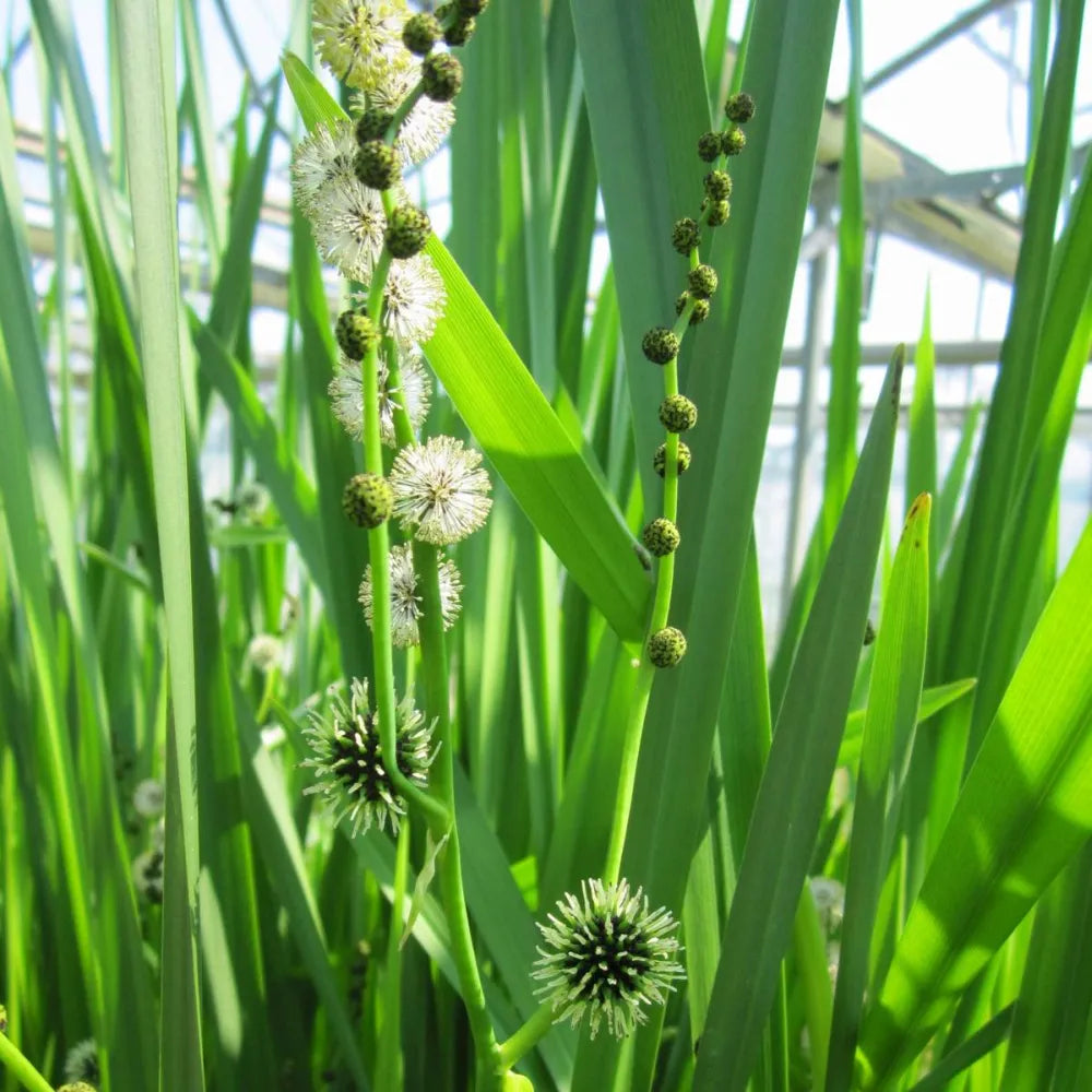 Sparganium?erectum | Branched bur-reed | Marginal Plant – Planters.co.uk