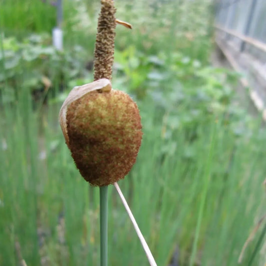 #9 cm Pot - Pack of 3
