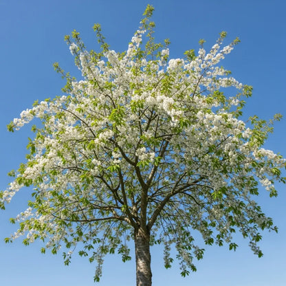 6ft Half-Standard 'Morello' Cherry Tree | Mature Bare Root | 6/8cm Girth