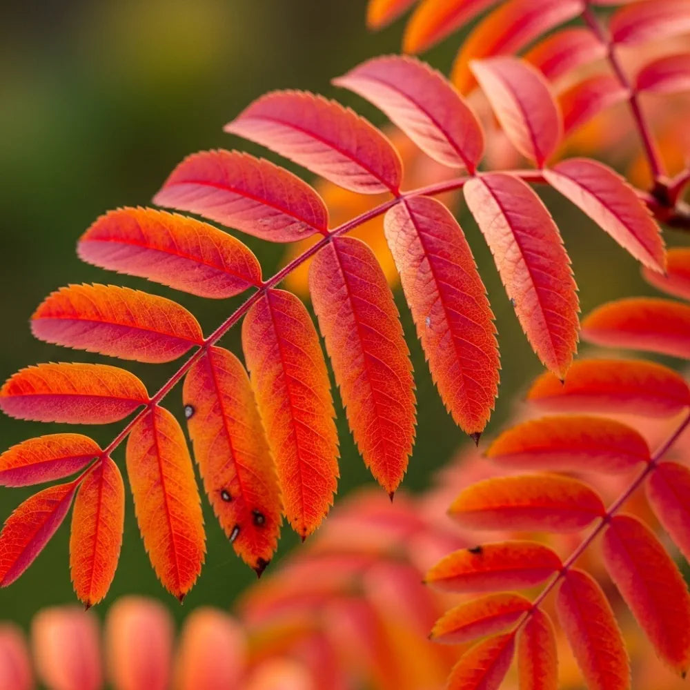 4ft Mountain Ash Rowan Tree | Sorbus aucuparia | 3L Pot