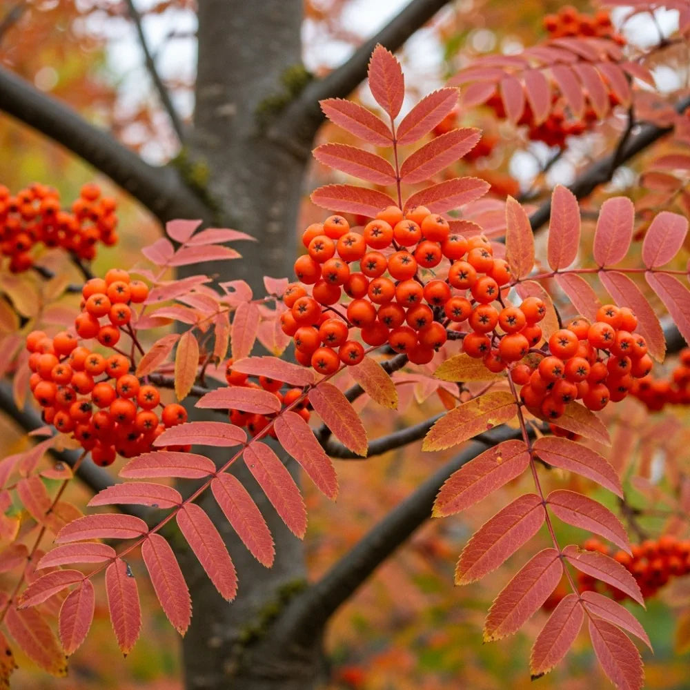 8ft Mature Mountain Ash Tree | Multi-Stem Sorbus Aucuparia | Grown in 100L Airpot