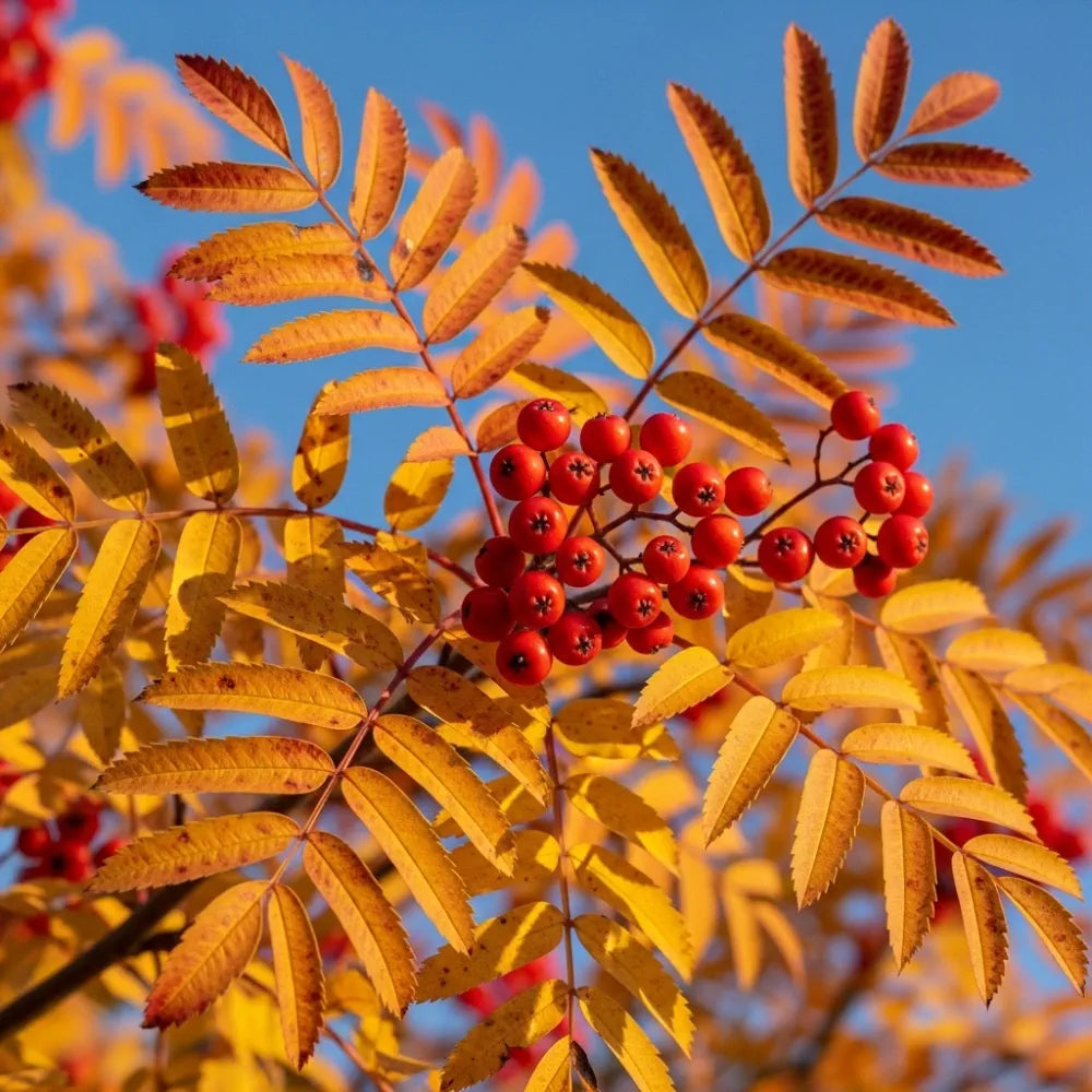 8ft Mature Mountain Ash Tree | Multi-Stem Sorbus Aucuparia | Grown in 100L Airpot