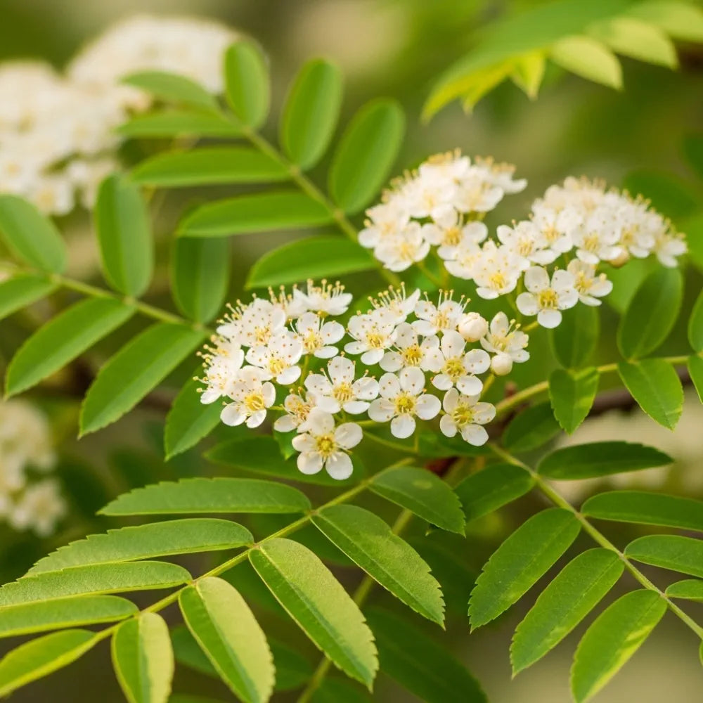 10ft Multi-Stem Mountain Ash Rowan Tree | Mature Sorbus aucuparia | 36L Pot | 4 Years Old