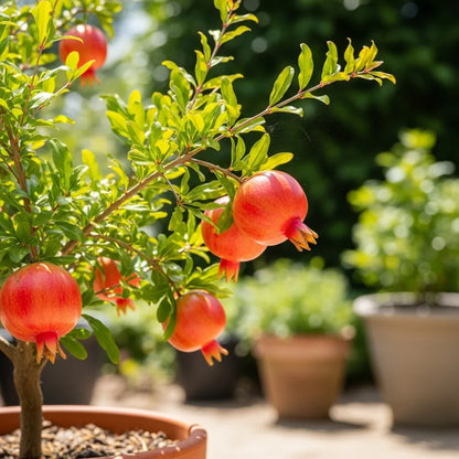 3ft 'Nana' Patio Pomegranate Tree | 4L Pot